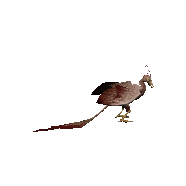 aged lantern bird