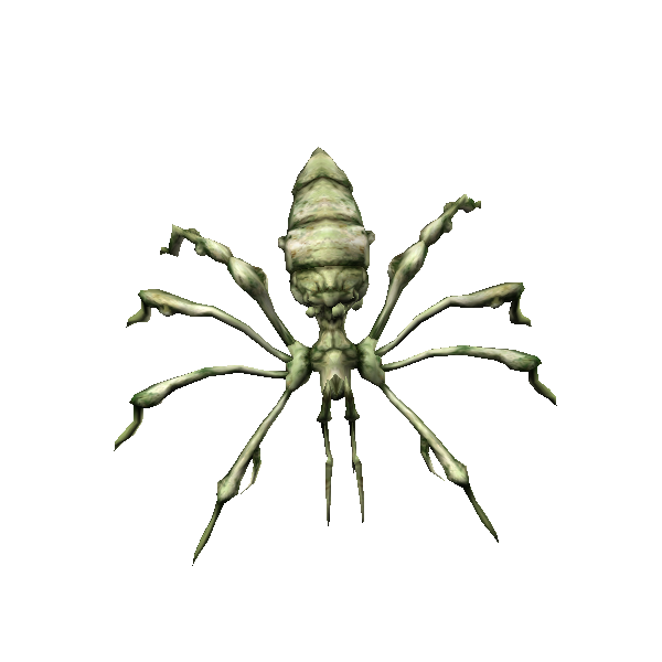 arachne hatchling