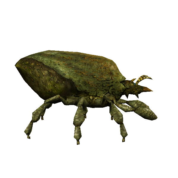 bark mite