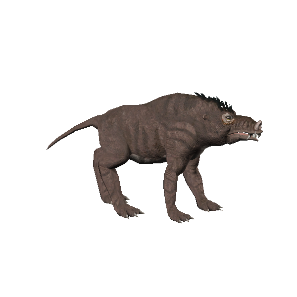 boar wolf cub