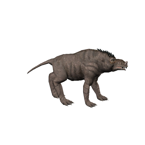 boar wolf