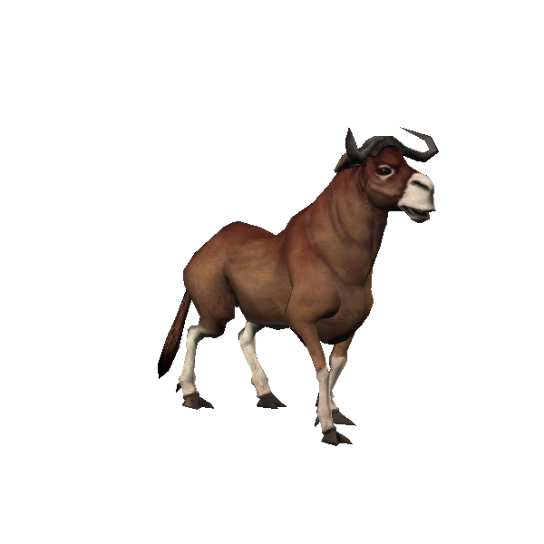bordok foal