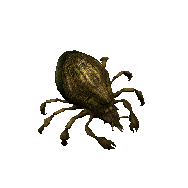 carrion kreetle