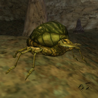cave beetle