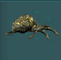 chasmal spider