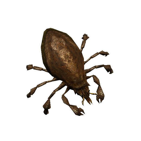 decay mite
