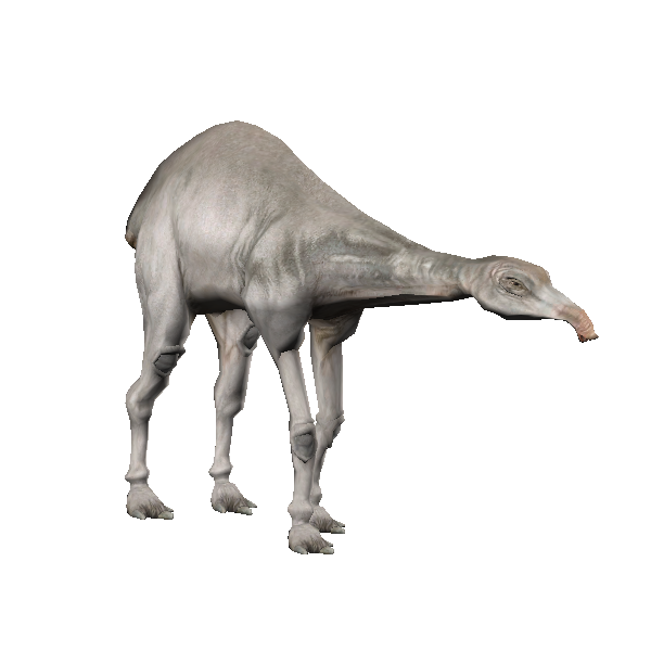 desert eopie