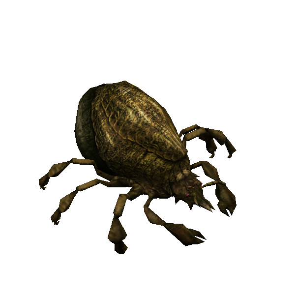 desert kreetle