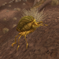 dune beetle