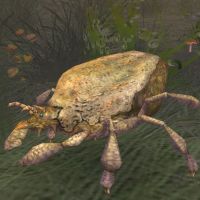 dung mite worker