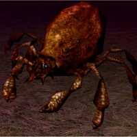 dung mite