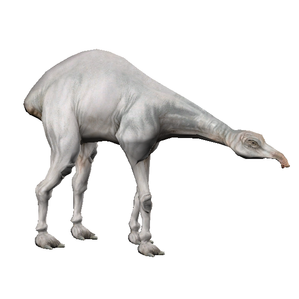 dwarf eopie