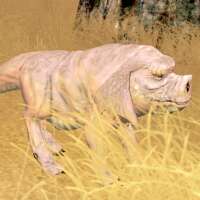 female roba