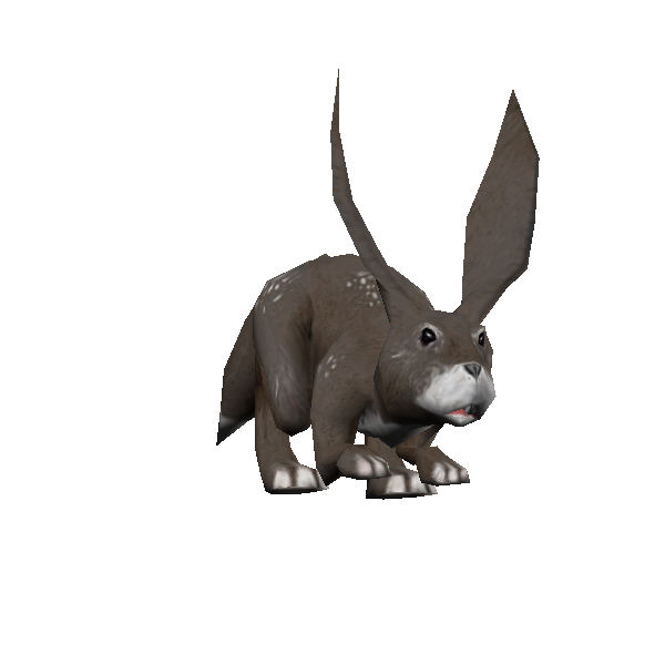 female squall
