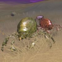 festering dung mite queen