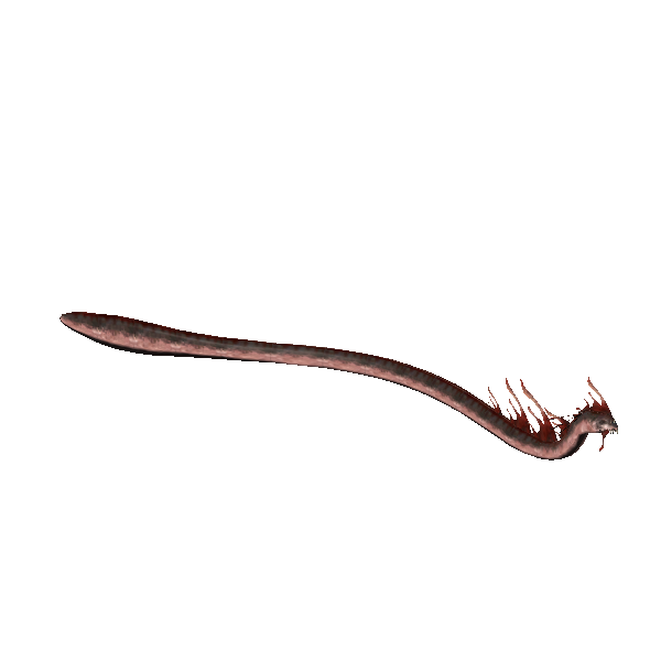 finned blaggart