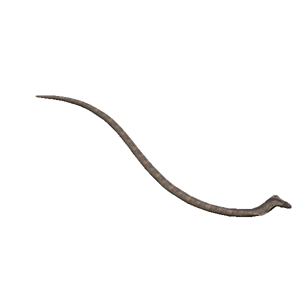 giant fanned rawl