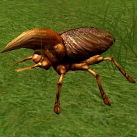 giant horned krevol