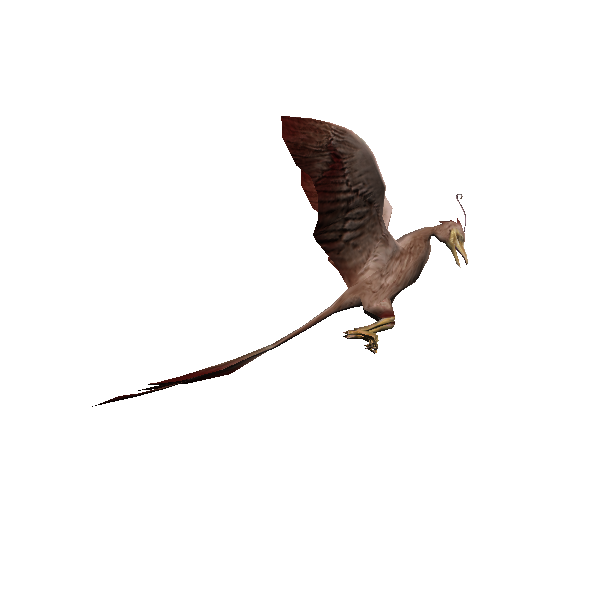 gleaming lantern bird