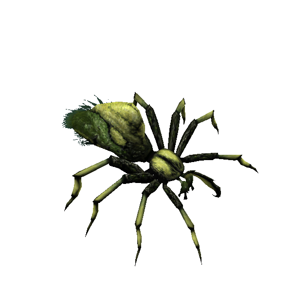 hermit spider