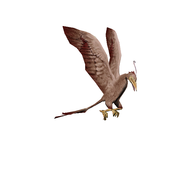 lantern bird