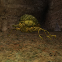 large cave beetle