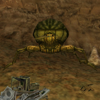 large rock beetle