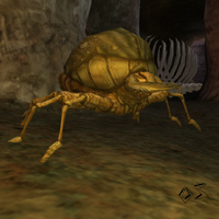 large sand beetle