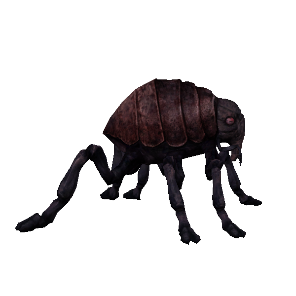 lava flea
