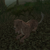 male swamp tusk cat