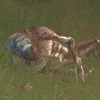 mauler veermok
