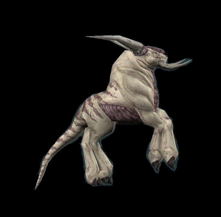 murra blanca