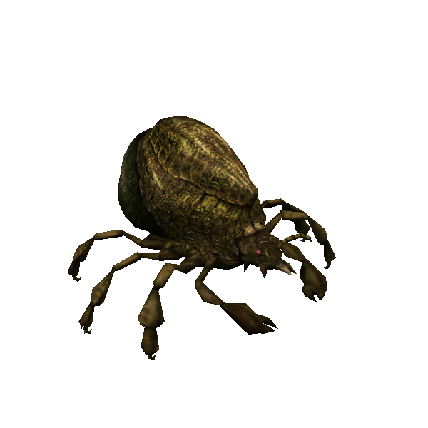 puny tanc mite