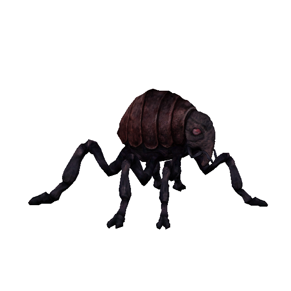 queen lava flea