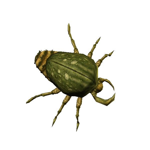 rock beetle