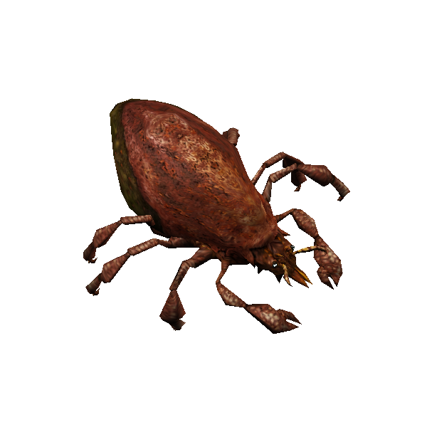 rot mite