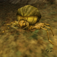 sand beetle