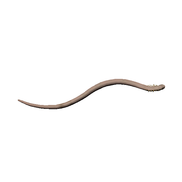 sandy spined snake