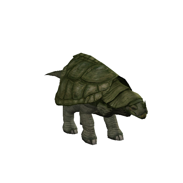 shallow torton