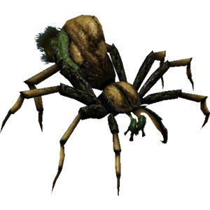 Hermit Spider
