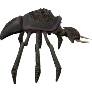 Kubaza Beetle