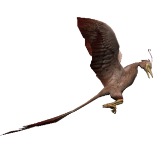 Lantern Bird