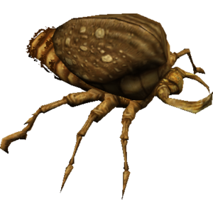 Rock Mite