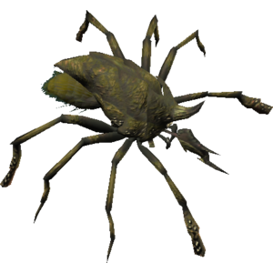Shear Mite