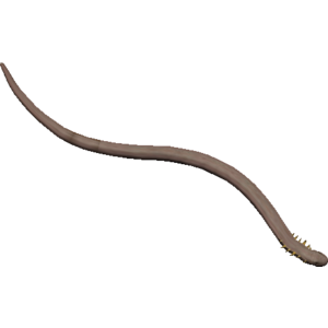 Spined Snake