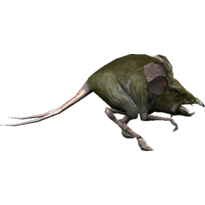 Womp Rat