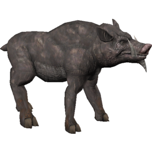 Zucca Boar